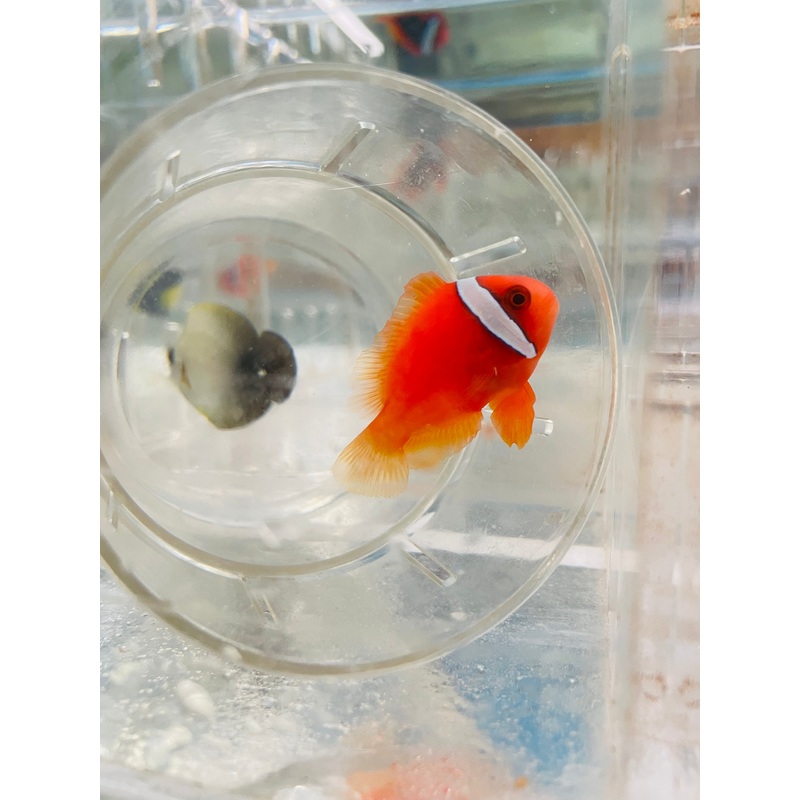 Tomato Clownfish