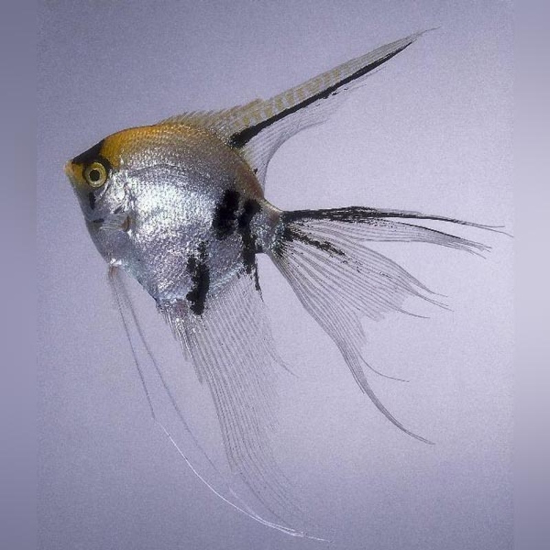 Veil Tail Angelfish