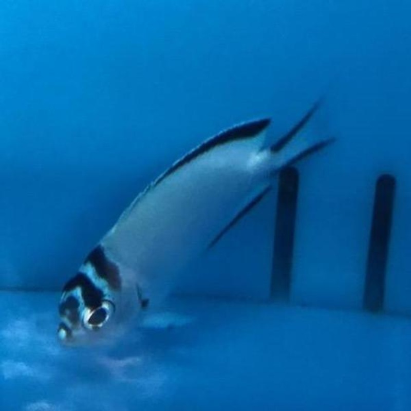 Watanabei Angelfish (Female)