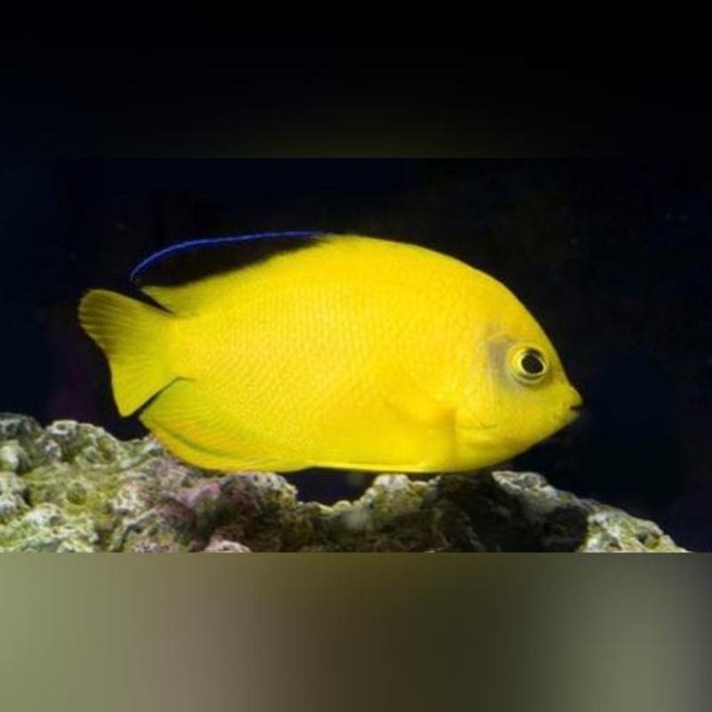 Woodhead's Angelfish