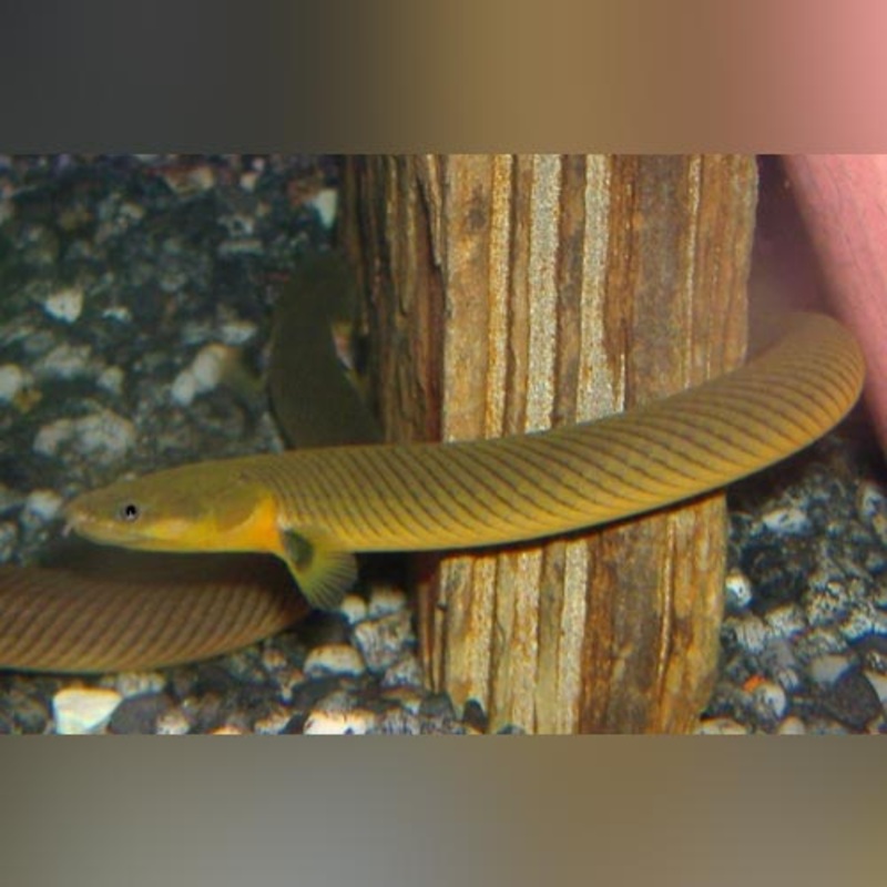 African Rope Fish