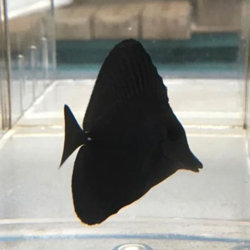 Black Tang