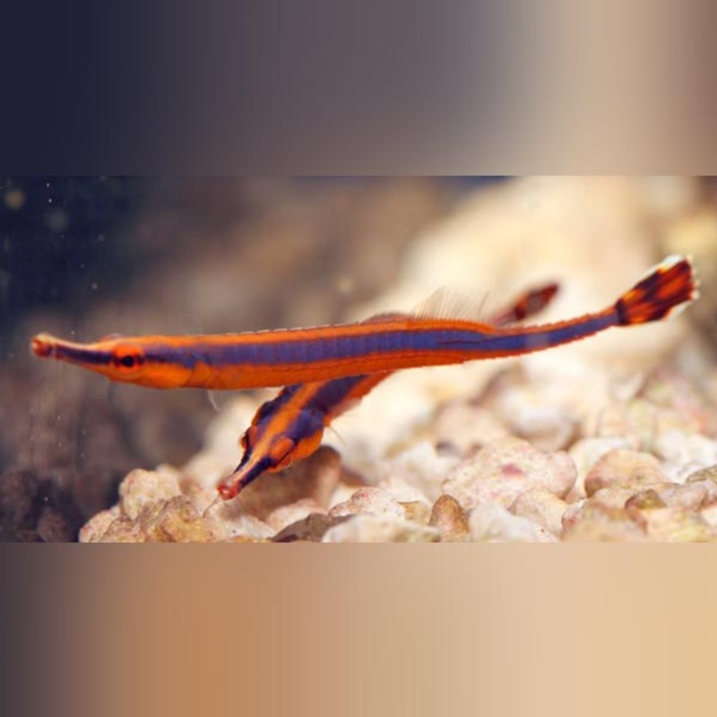 Blue Stripe Pipefish