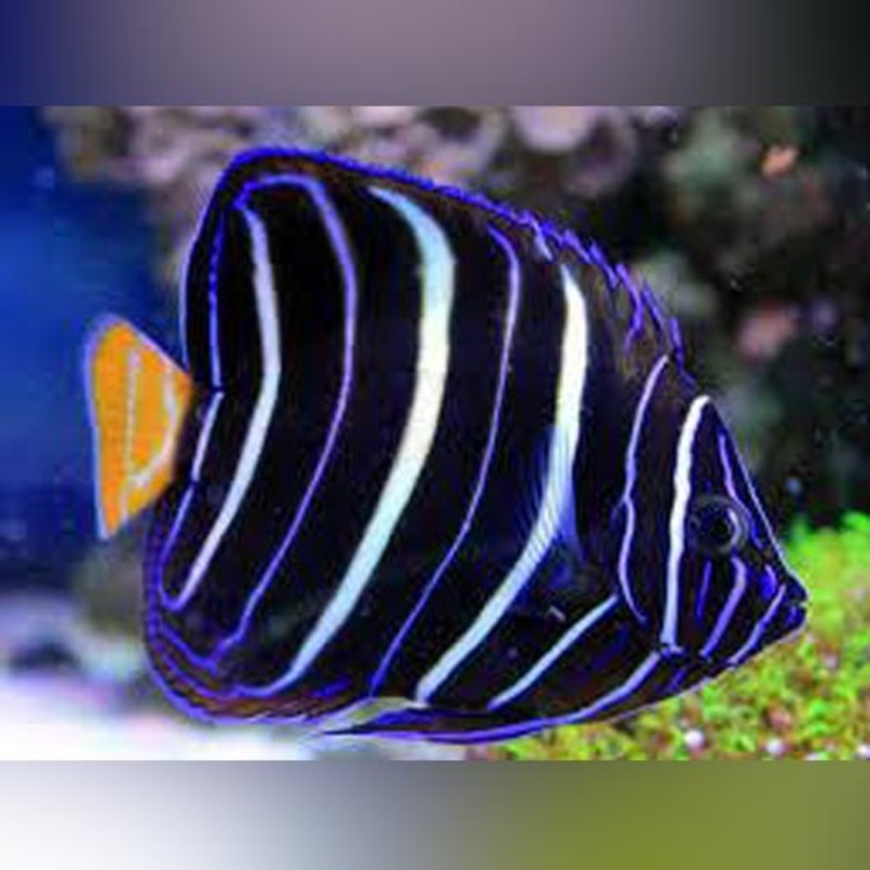 Chrysurus Angelfish