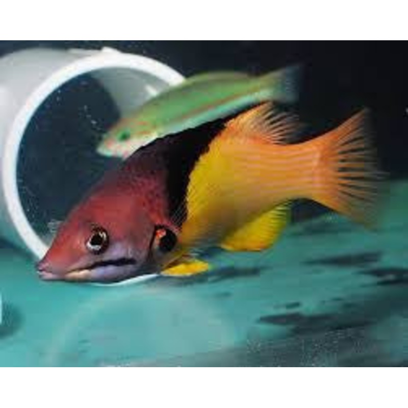 Eclipse Hogfish
