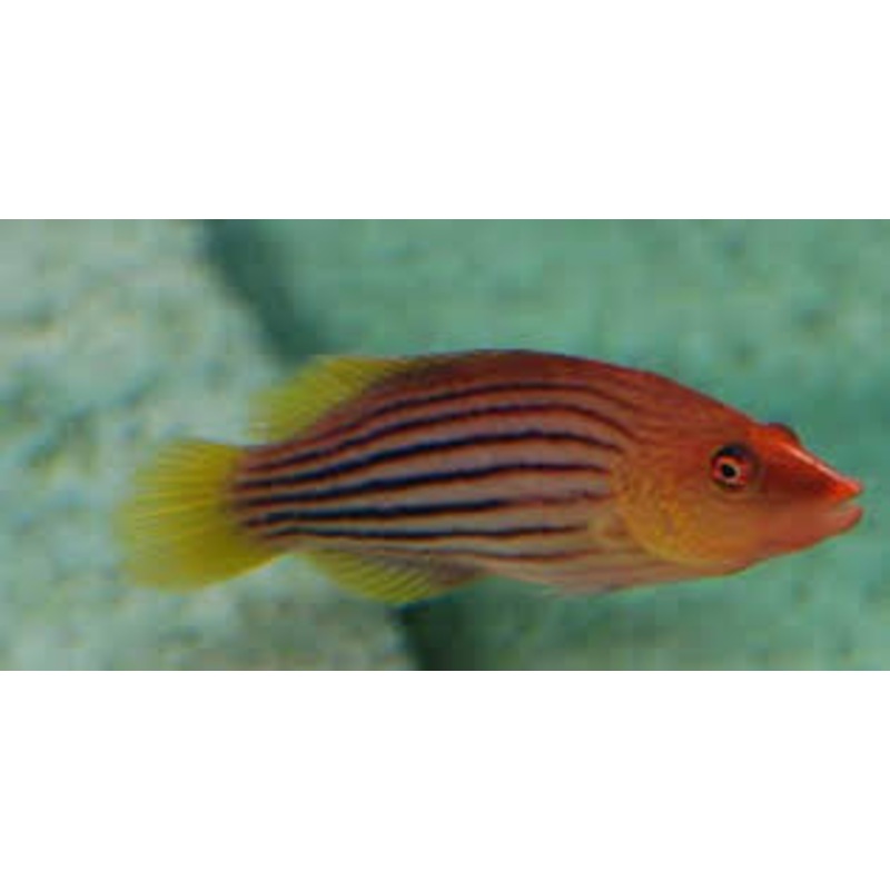 Eight Line Wrasse