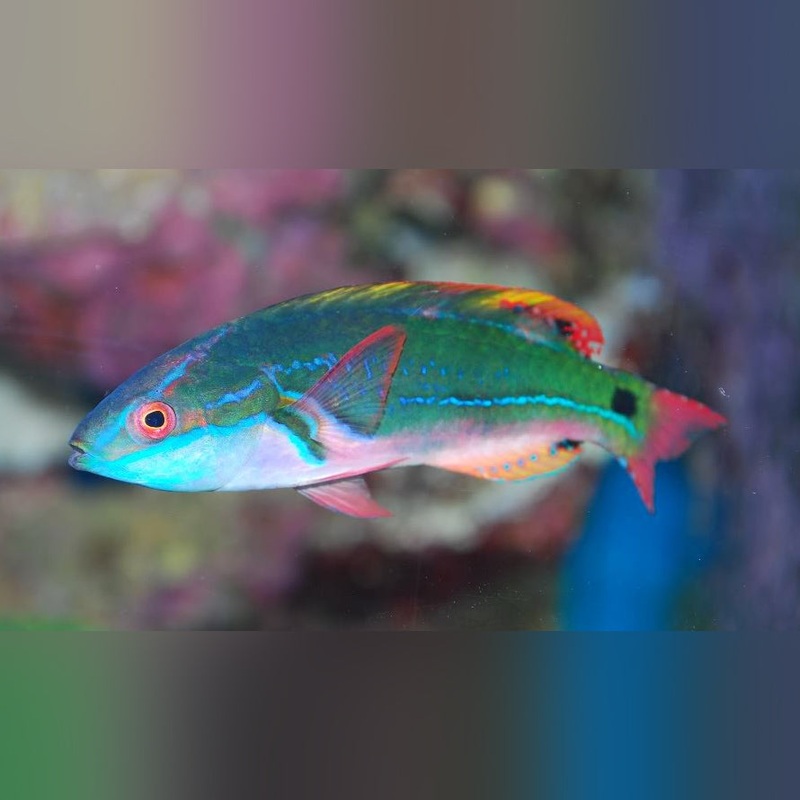 Exquisite Fairy Wrasse