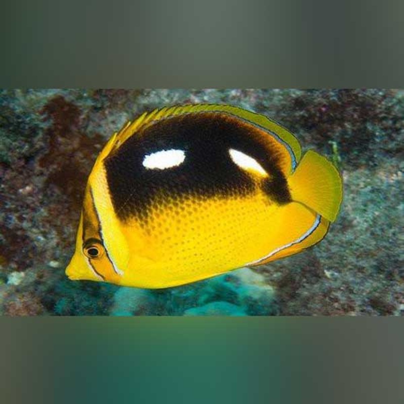 Four Spot Butterflyfish