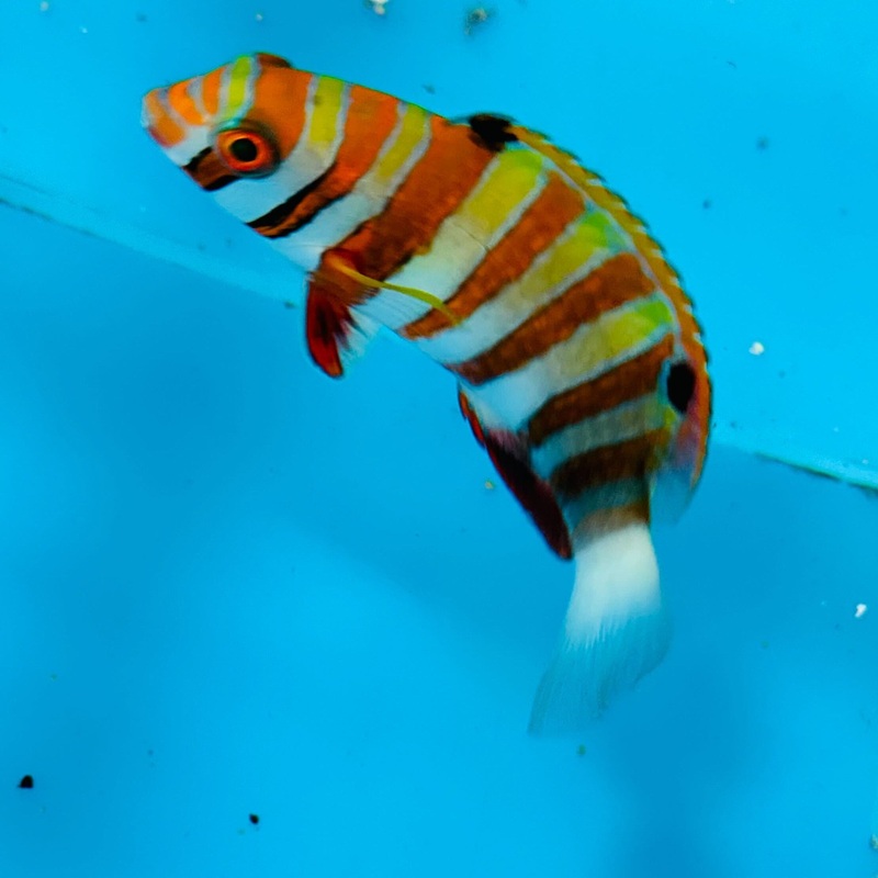 Harlequin Tuskfish Wrasse
