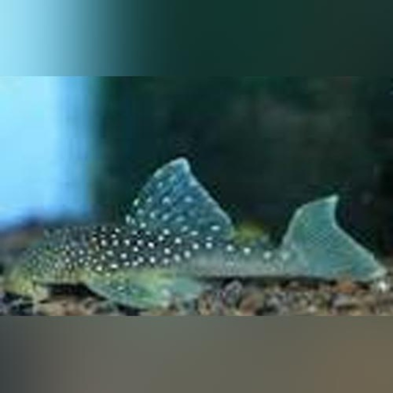 L-128 Blue Phantom Pleco