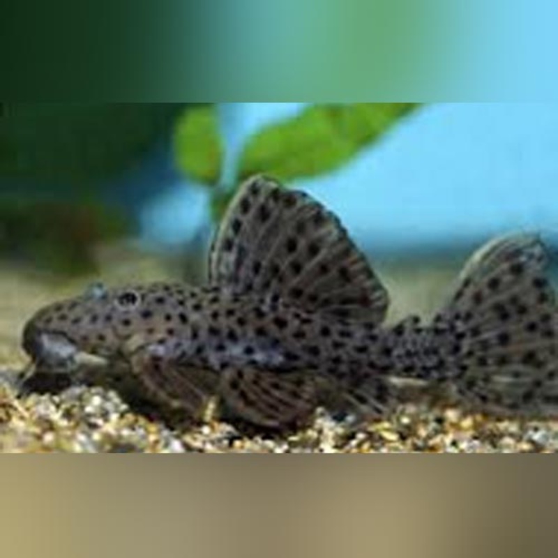 L-160 Spotted Cactus Pleco
