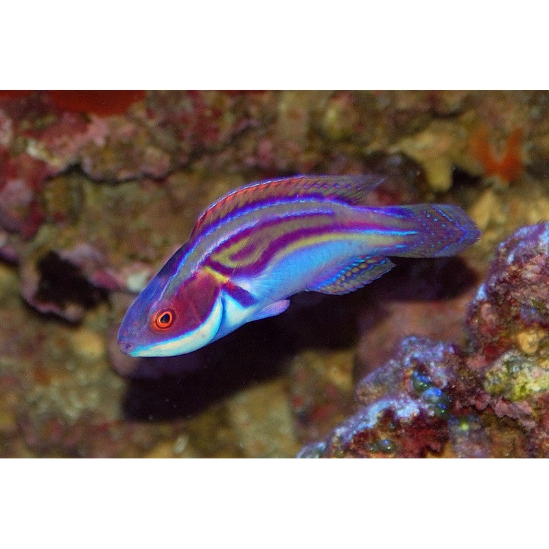Labout's Wrasse