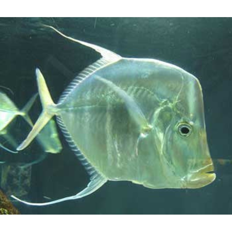 Look Down Fish