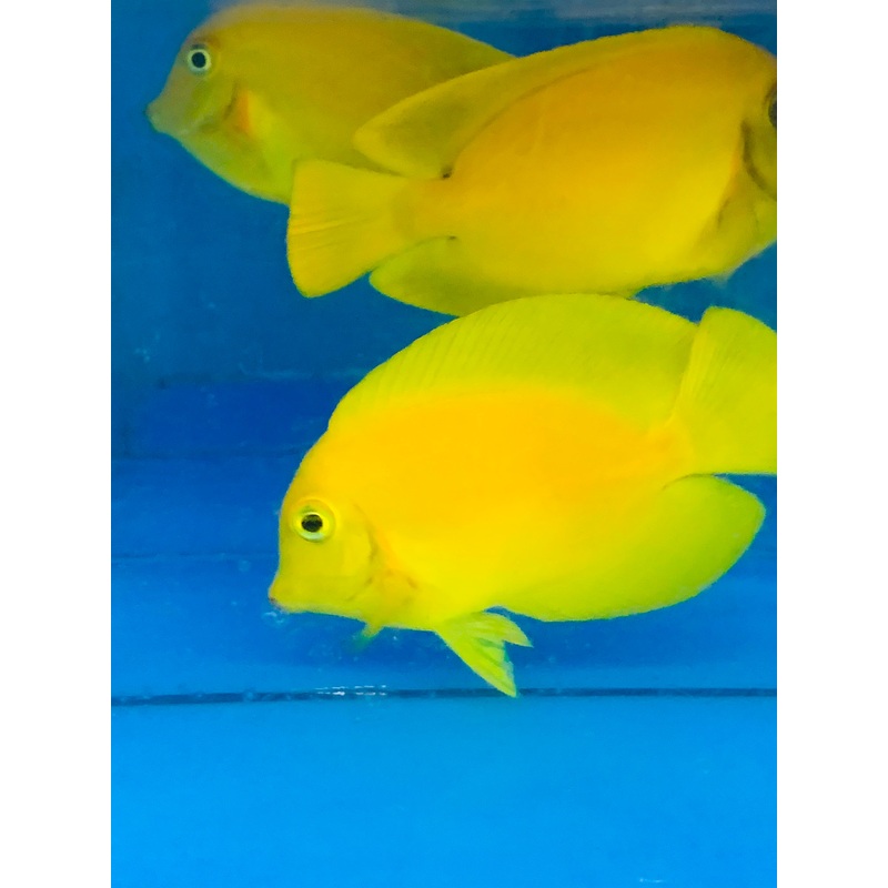 Mimic Yellow Tang