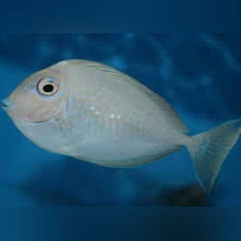 Naso Vlamingii Tang  (Juvenile)