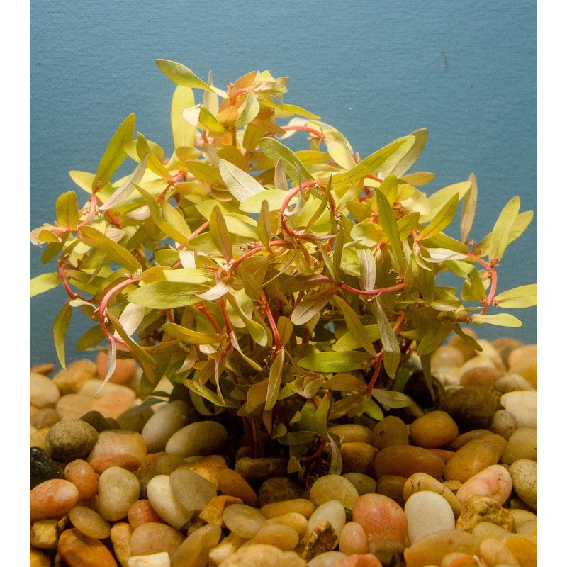 Nesaea Golden