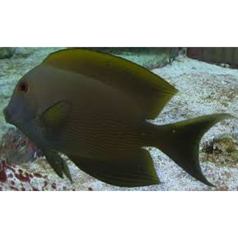 Orange Stripe Bristletooth Tang