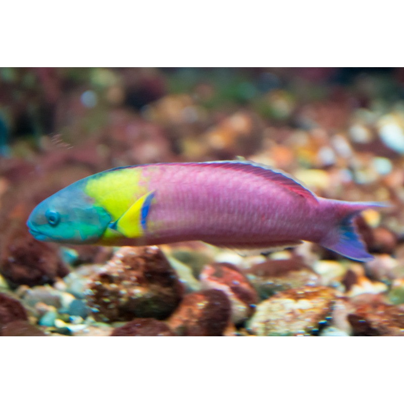 Paddlefin Wrasse