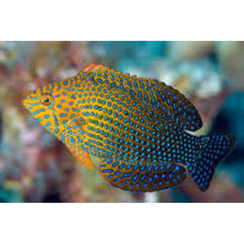 Potters Wrasse
