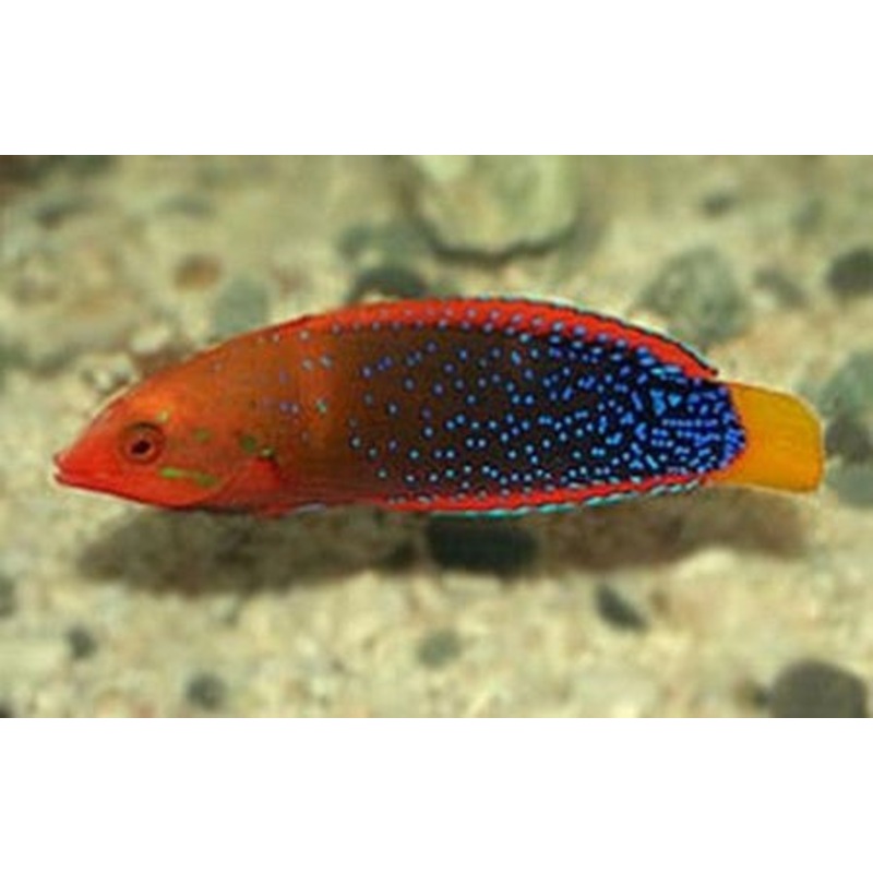 Red Coris Wrasse ADULT