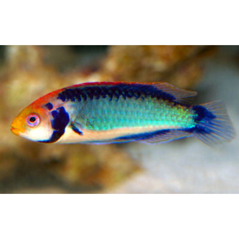 Red Head Fairy Wrasse (Male)