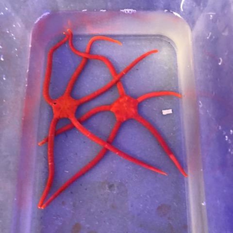 Red Serpent Star