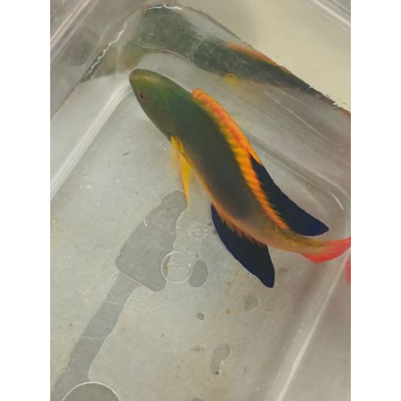 Scott's Fairy Wrasse