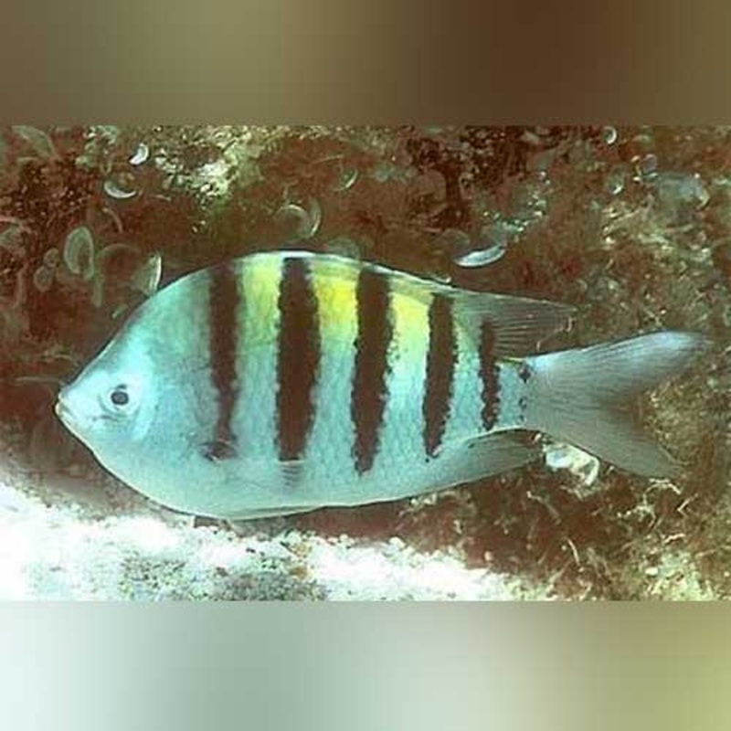 Sergeant Damselfish