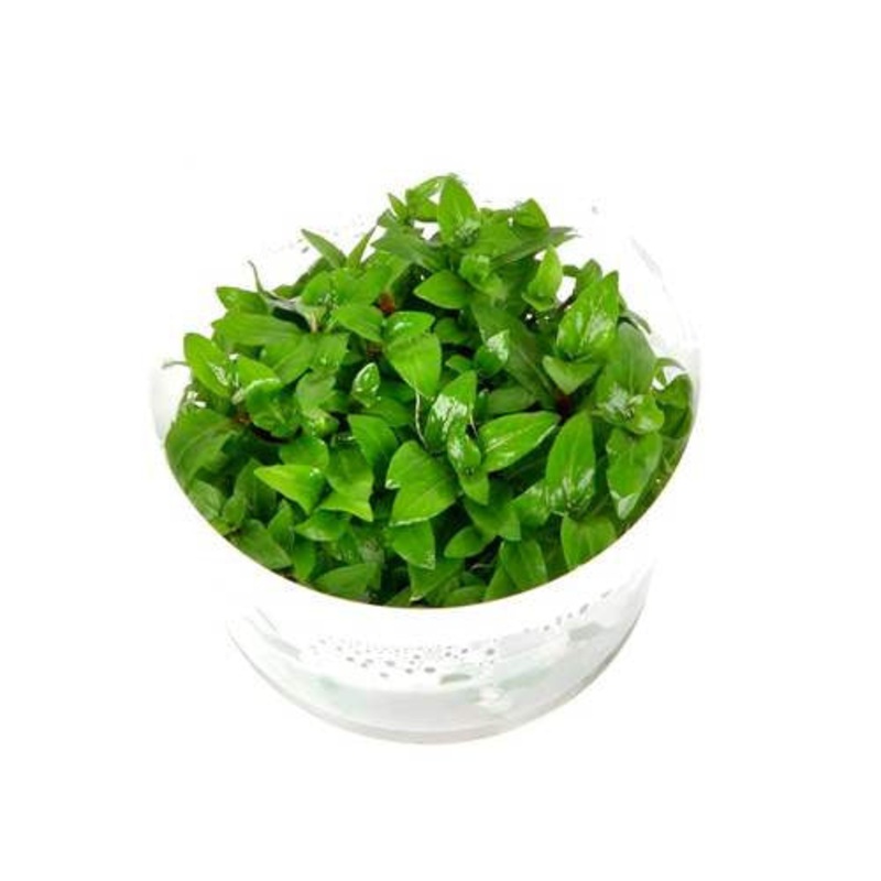 Staurogene Portion