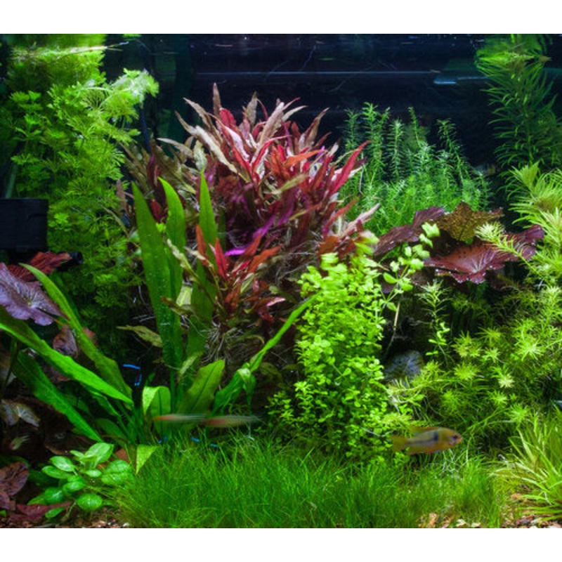 Telanthera aquarium plant