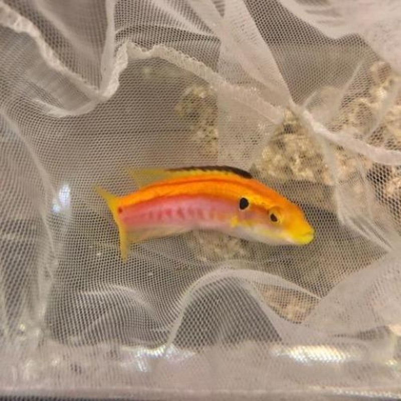 Yellow Candy Hogfish