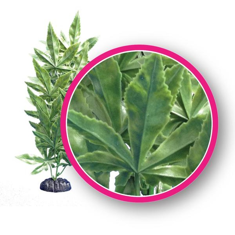 Aquarium Hash Plant