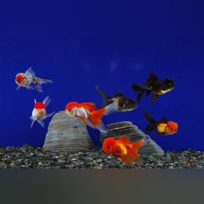 Assorted Oranda Goldfish  (Lot of 4)