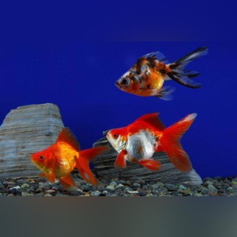 Assorted Ryukin (Lot of 4)
