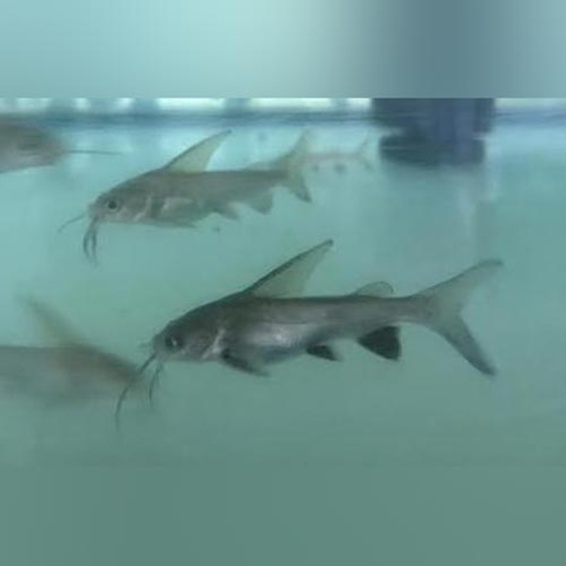 Black Tip Shark