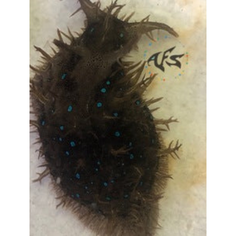 Blue Spot Sea Hare