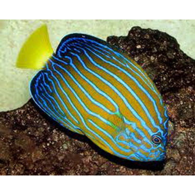 Blueline Angelfish (Vietnamese)