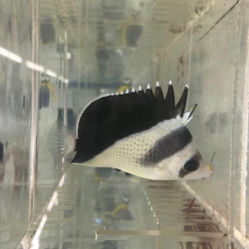 Burgess' Butterflyfish