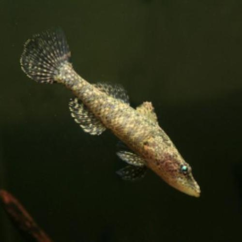 Crazy Fish Goby