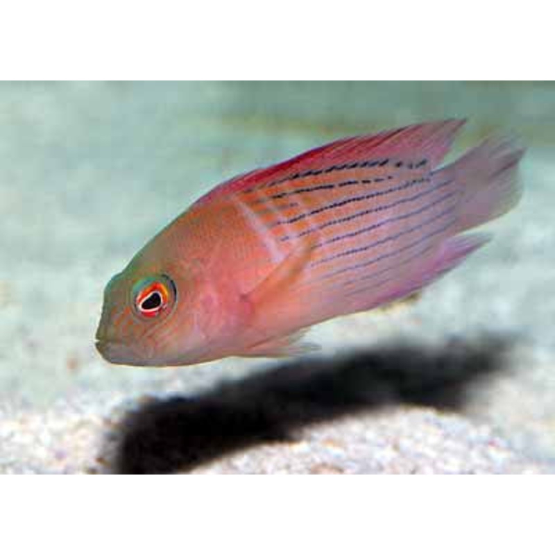 Dampeira Grouper