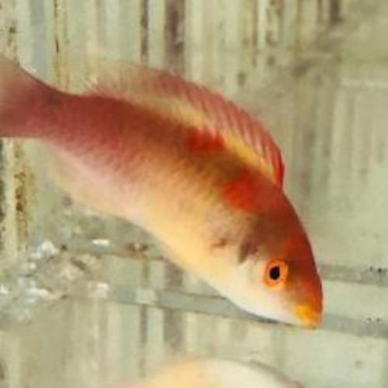 Debelius Wrasse