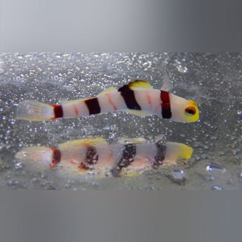 Dracula Goby