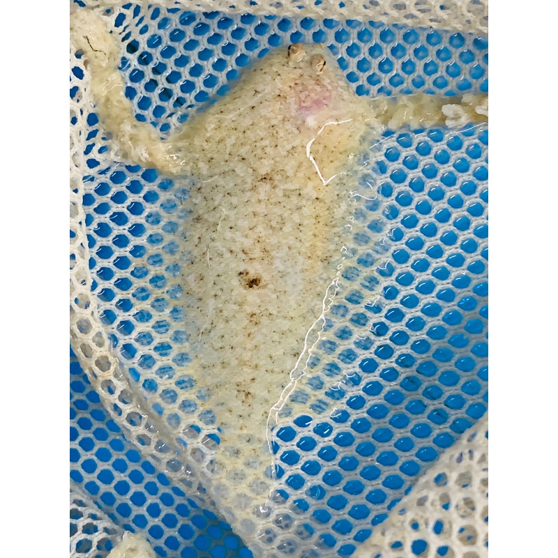 Flounder