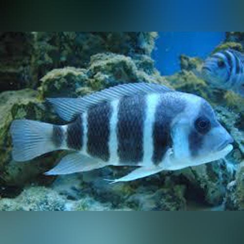 Frontosa Blue Zaire