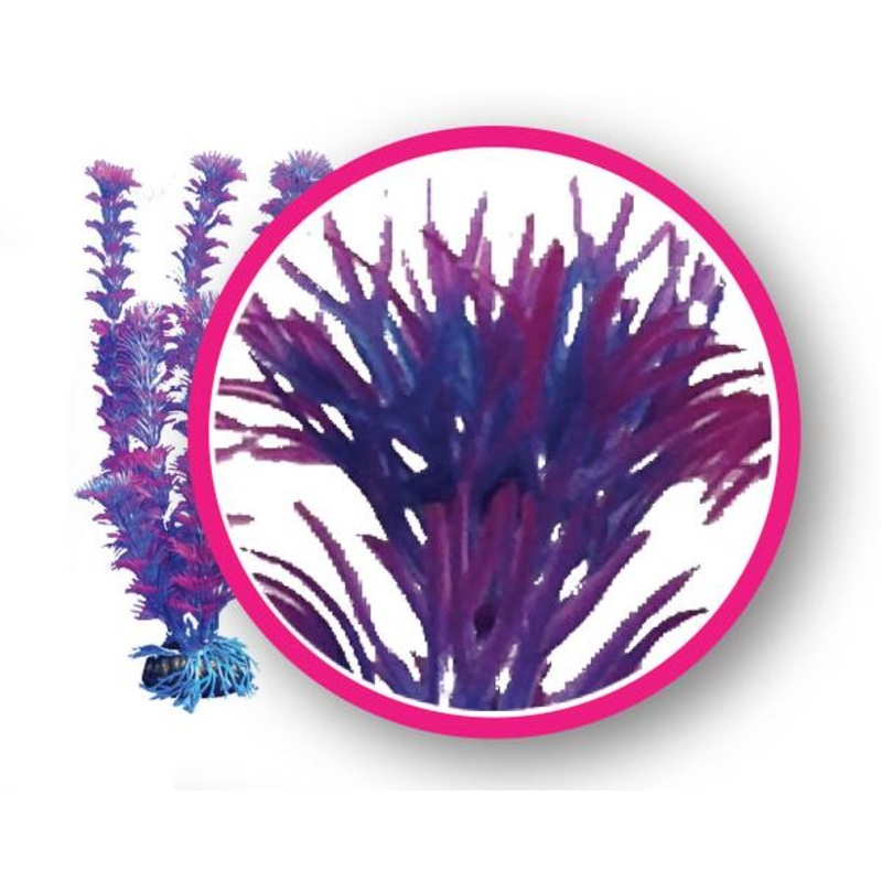 Fuschia Fern