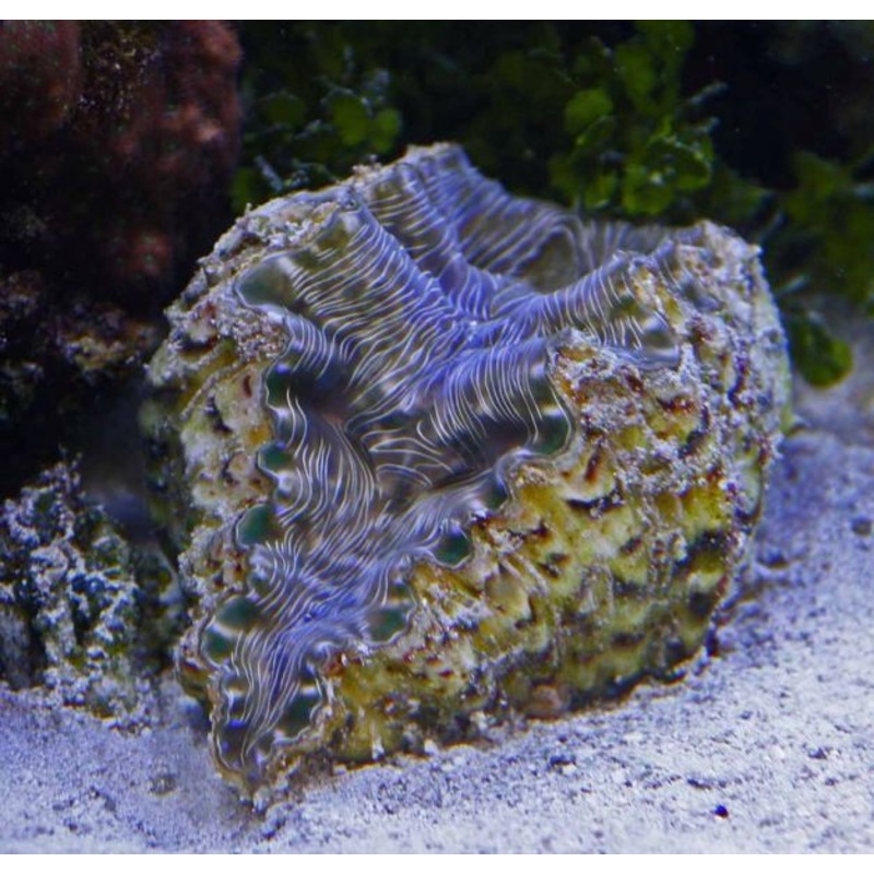 Hippopus Clam