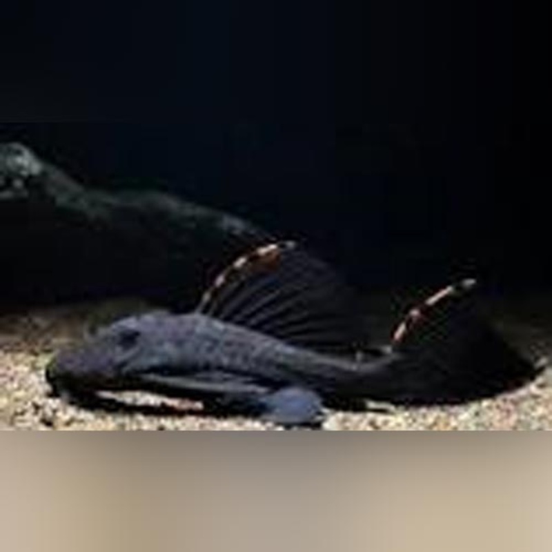 L-91 Tri Beacon Cactus Pleco