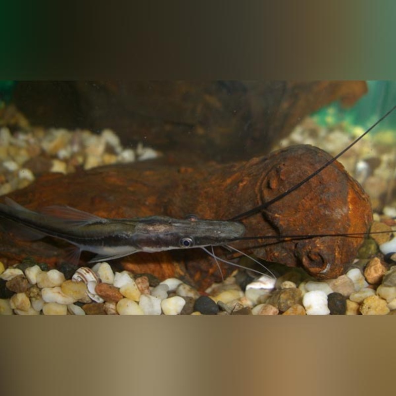 Lima Shovelnose Catfish