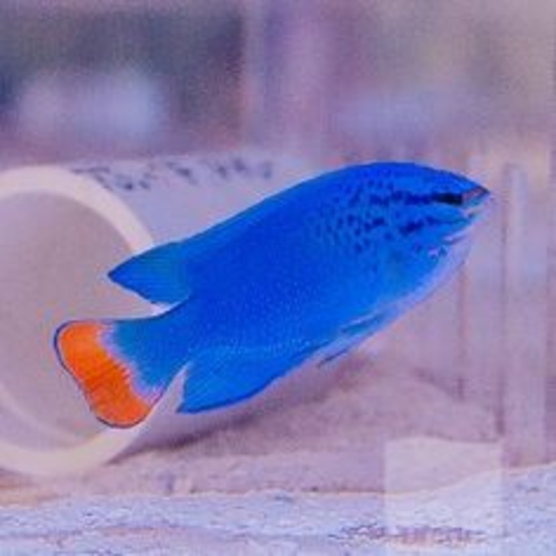 Orangetail Blue Damselfish