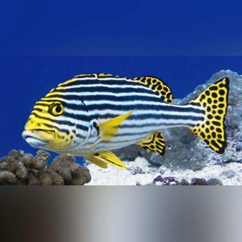 Oriental Sweetlips (Adult)